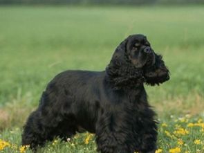 可卡犬优缺点(库达犬的优缺点)