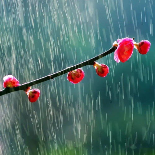 关于春天雨和花的诗句