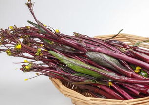 红菜苔种植时间和方法,10红紫菜苔种植时间？