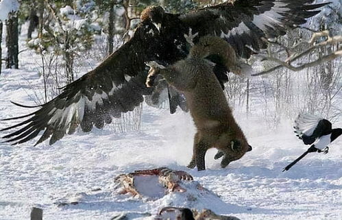 金雕 敢于猎杀狼,也是攻击人类次数最多的猛禽之一