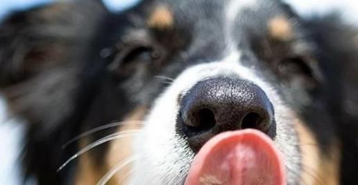 健康的狗鼻子是干的还是湿的 狗狗干鼻子的六个原因