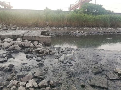 解决污水排江 老大难 问题,上海在这里建起 雨水花园