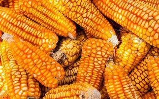 明年玉米价格走势如何,可以扩大玉米种植吗 看看业内人士怎么说