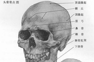 眉骨痛的原因有哪些(眉骨疼是什么原因引起的)