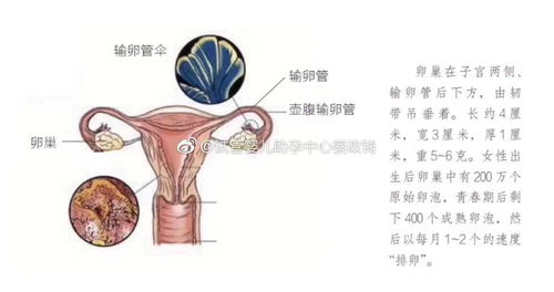 35岁以上不孕女性选择试管治疗,有这几个不得避免的理由