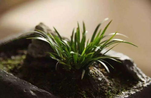 菖蒲盆景怎么养护方法与注意事项,水菖蒲茎上有白色碱怎么处理？