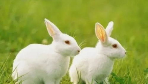 生肖兔生来是贵人命 尤其是以下4月出生,更是前程似锦财运亨通