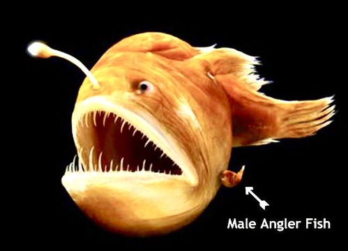 世界上最懒最渣的鱼 吃软饭啃伴侣,哪种动物能和雄性鮟鱇鱼比