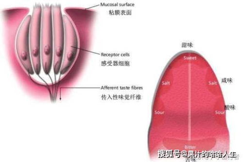 你真的了解舌头吗 除了味觉的感知器官外,它还是健康的反馈表