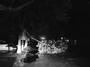 雷雨大风来袭,绿化树遭了秧 