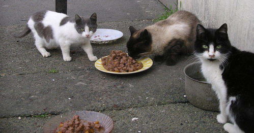 路边的流浪猫,到底该不该喂养呢