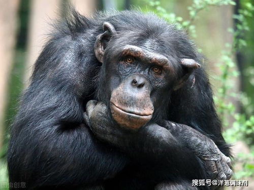 猴子是人类的祖先,为什么猩猩却没进化成人 你可能误解了进化论