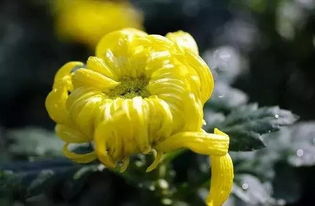 问道楼观,逛财神庙,玩菊花采摘,吃长安国宴 食用 