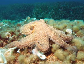 中老年人轻松玩单词 One octopus has eight tentacles 一条章鱼有八根触角