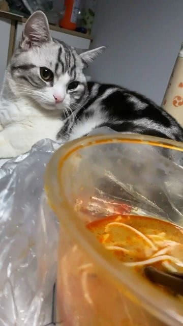 猫咪可以吃面粉类的吗(猫咪可以吃面食吗?)