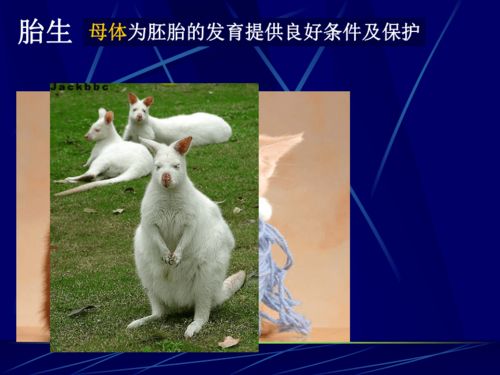 动物的生殖和发育下载 科学 