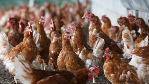 掌握土鸡养殖中易发疾病与综合防治措施,就能有效提高土鸡存活率