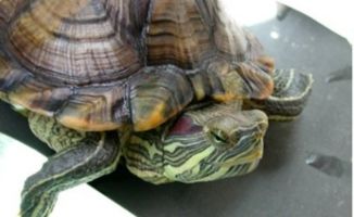 一般巴西龟几月份冬眠 