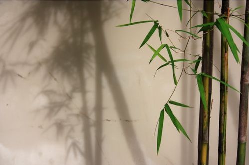 竹子的寓意和象征意义,竹子的人生寓意