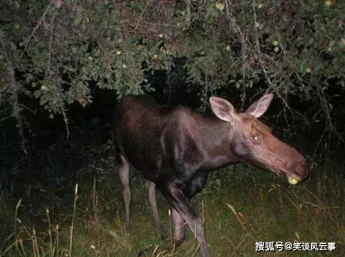 醉汉 麋鹿挂在果树上大睡,却害得人类要割树救下它