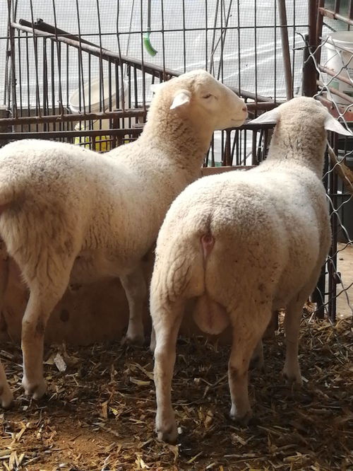 澳洲白绵羊大型养殖繁育基地美国澳洲白绵羊繁殖出售