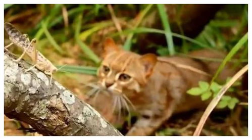 世界上最爱吃昆虫的猫科动物 体型太小,在昆虫面前才有足够勇气