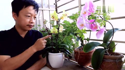 蝴蝶兰种植技巧 蝴蝶兰在抽芽时的养护教学 
