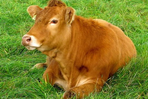 财神转世 11月开始财运大涨的生肖牛,特别是1961 1973年