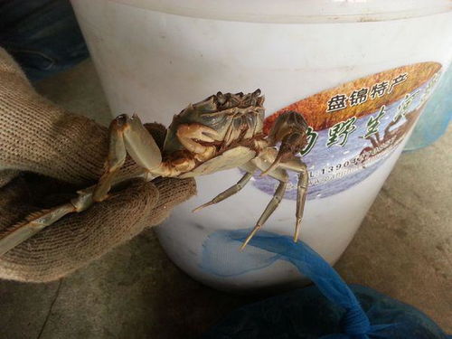 为什么有的普通螃蟹一只钳子大一只钳子小 