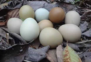 蛋和蛋的不同,野鸡蛋和普通鸡蛋对比照 