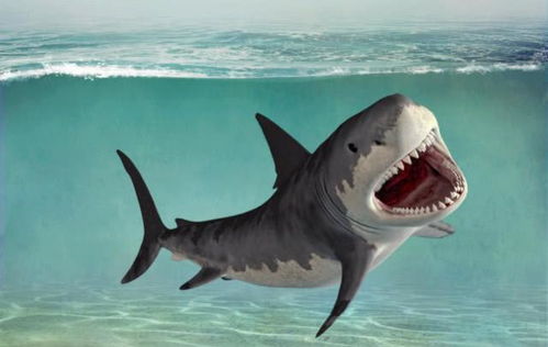 鲨鱼为什么会怕海豚 研究发现,鲨鱼真吃不下口