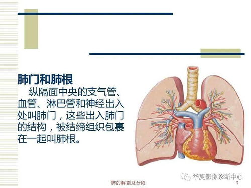 肺尖的解剖位置图 搜狗图片搜索