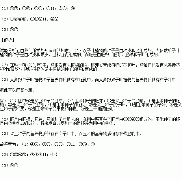 每个完整的玉米粒都有胚 胚乳和种皮 图片欣赏中心 急不急图文 Jpjww Com