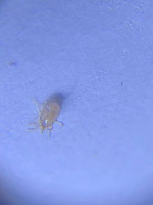 家里地上發現這種白色或者黃色小蟲子