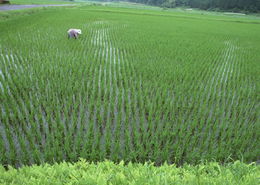 绿色稻田13 
