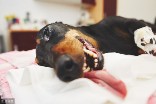 科普丨关于狗使用麻醉药的安全性以及死亡率