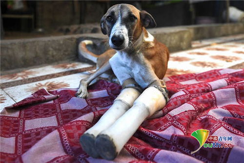 印度流浪狗被火车碾压失去前肢 如今在英国找到新家