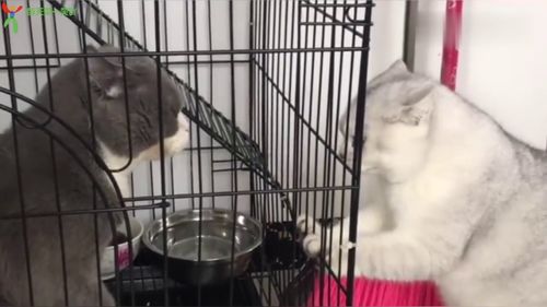 把新买的猫咪放在笼子里,两只喵星人对着叫了起来,网友 争宠 