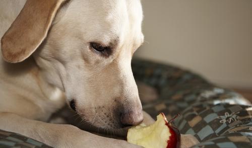 狗狗可以长期吃的蔬菜 狗狗十大禁忌蔬菜