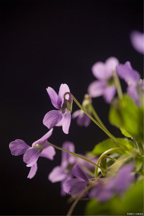 白玉兰花的花语和象征意义