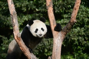 北京亚运会的熊猫胖胖图片,北京亚运会的吉祥物大熊猫叫什么名字