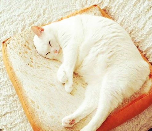 猫咪能吃面包吗,猫咪能吃面包吗甜的