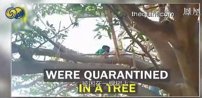 轻松一刻 印度村民又开挂 爬到树上 自我隔离 