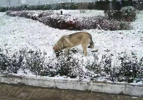 大雪纷纷扬扬,流浪狗妈妈带着狗宝宝跑路,结局十分暖心