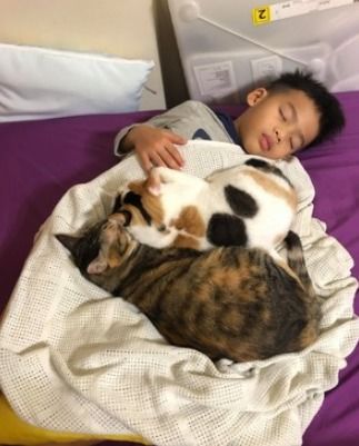 儿子睡觉梦到鬼压床,妈 那不是梦,是3只猫压的