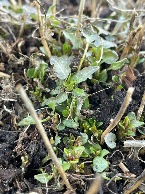 三区无防护自然露地过冬植物18种 