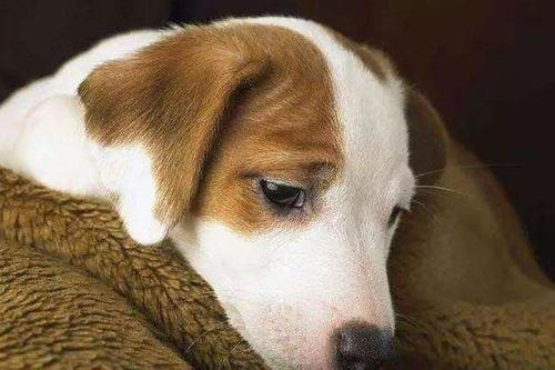狗狗为什么会哭 最大的原因可能是泪腺堵塞了