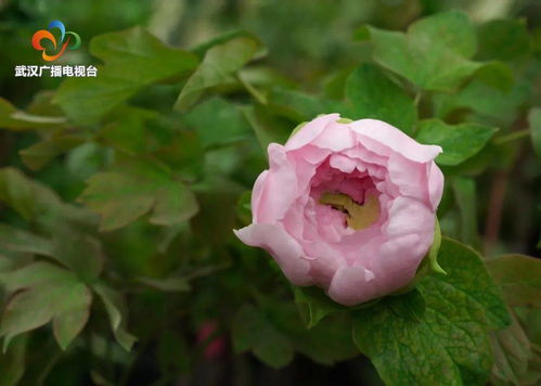 春节,赏花去