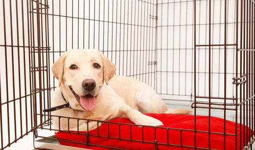 给狗狗进行笼内训练的六个步骤,想给狗狗安全感,就让它爱上笼子