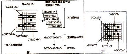 Angew. Chem. 商品化驗孕試紙用于DNA納米花輔助的免分離核酸檢測